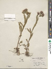 Erigeron semibarbatus var. roylei image