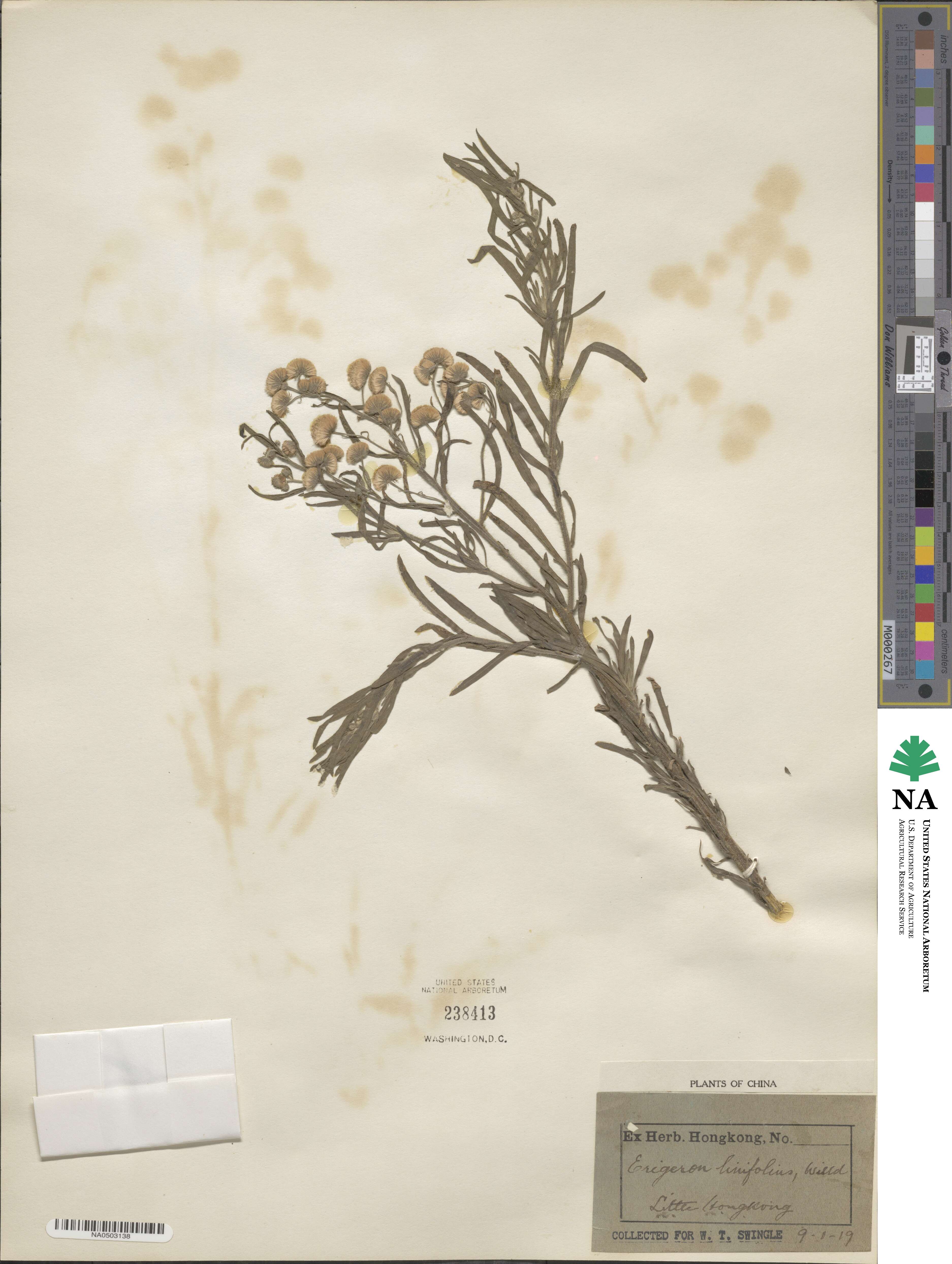 Symphyotrichum subulatum image