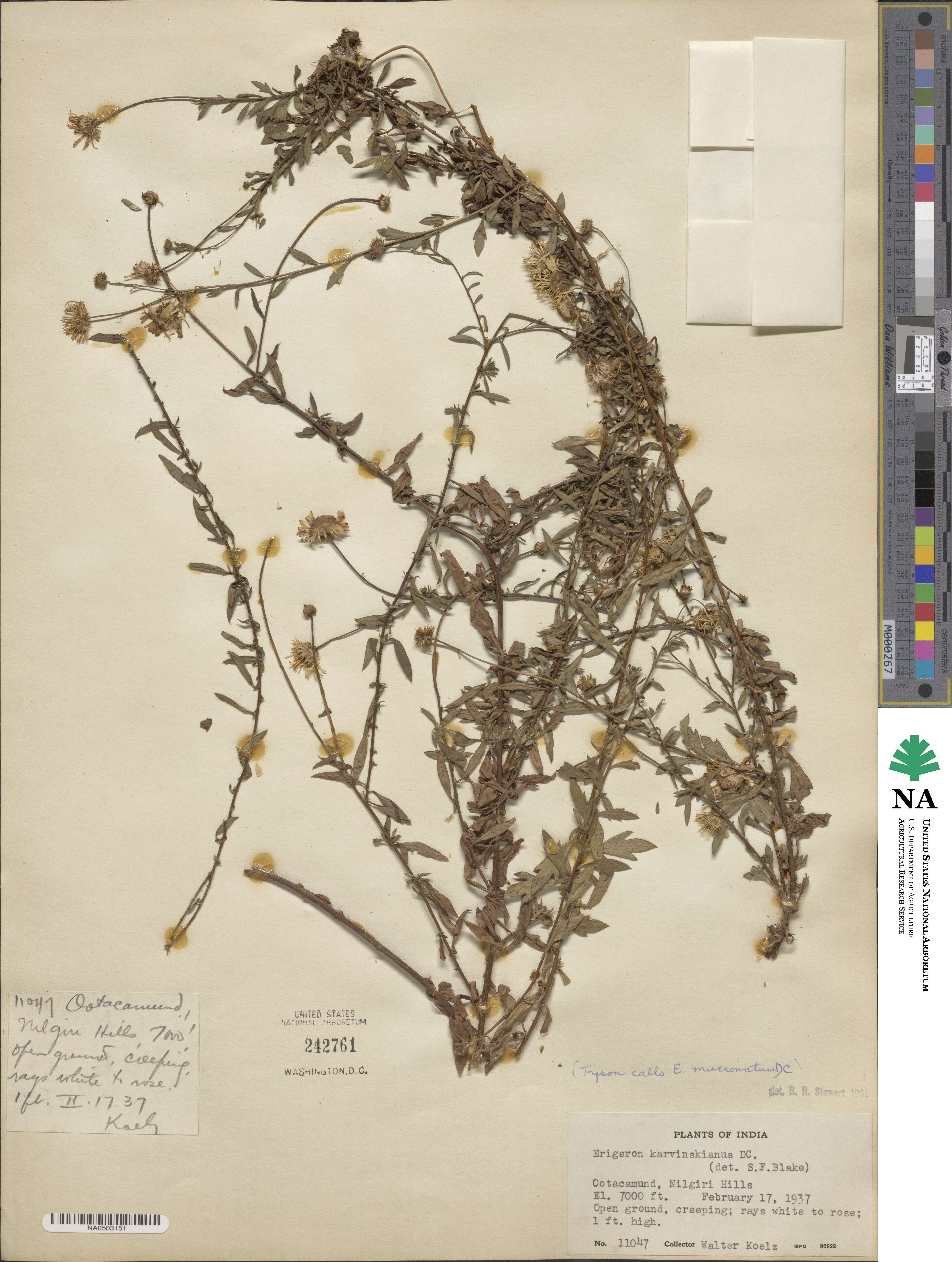 Erigeron karvinskianus image