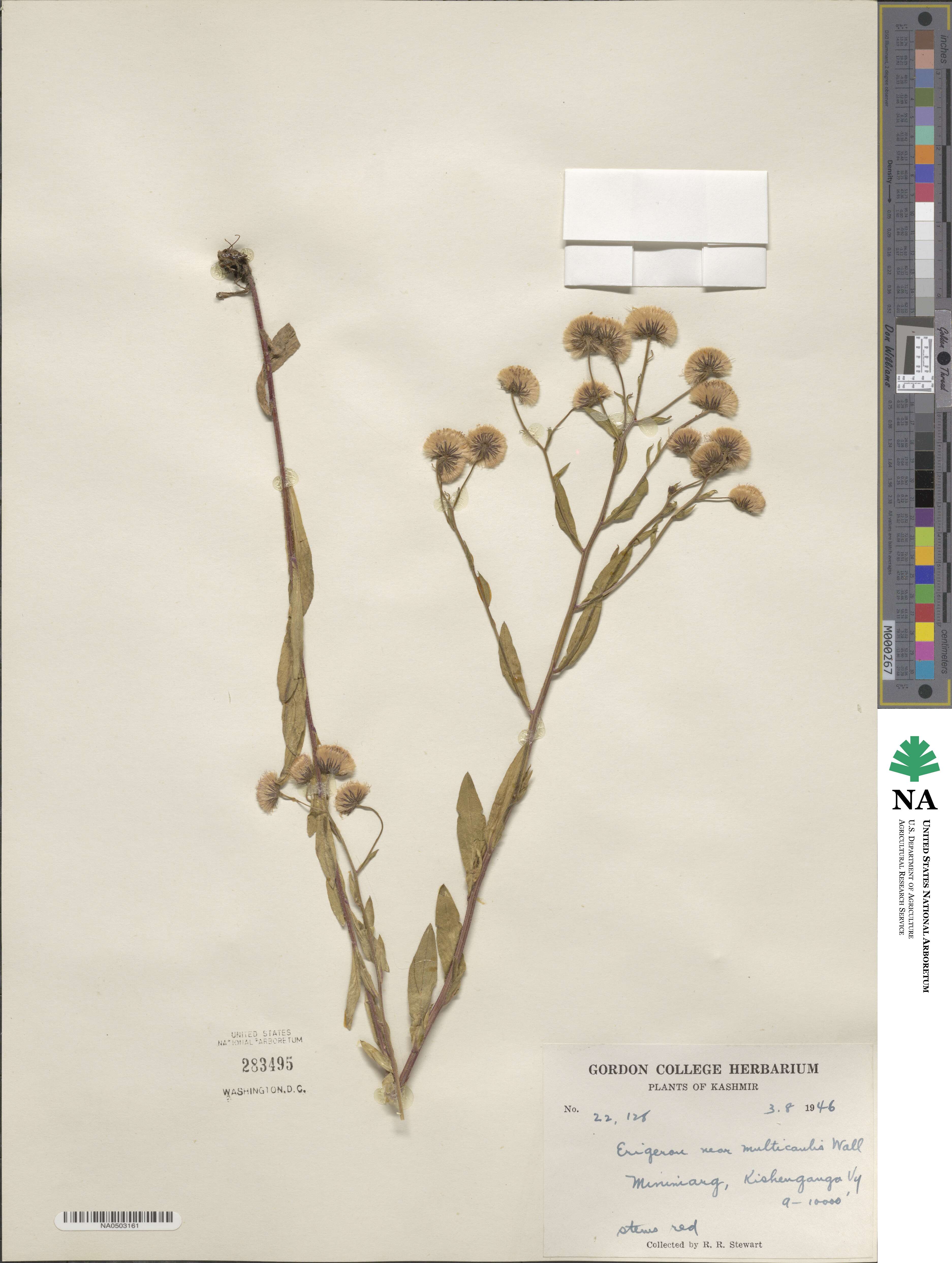 Erigeron acris var. multicaulis image