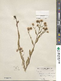 Erigeron acris image