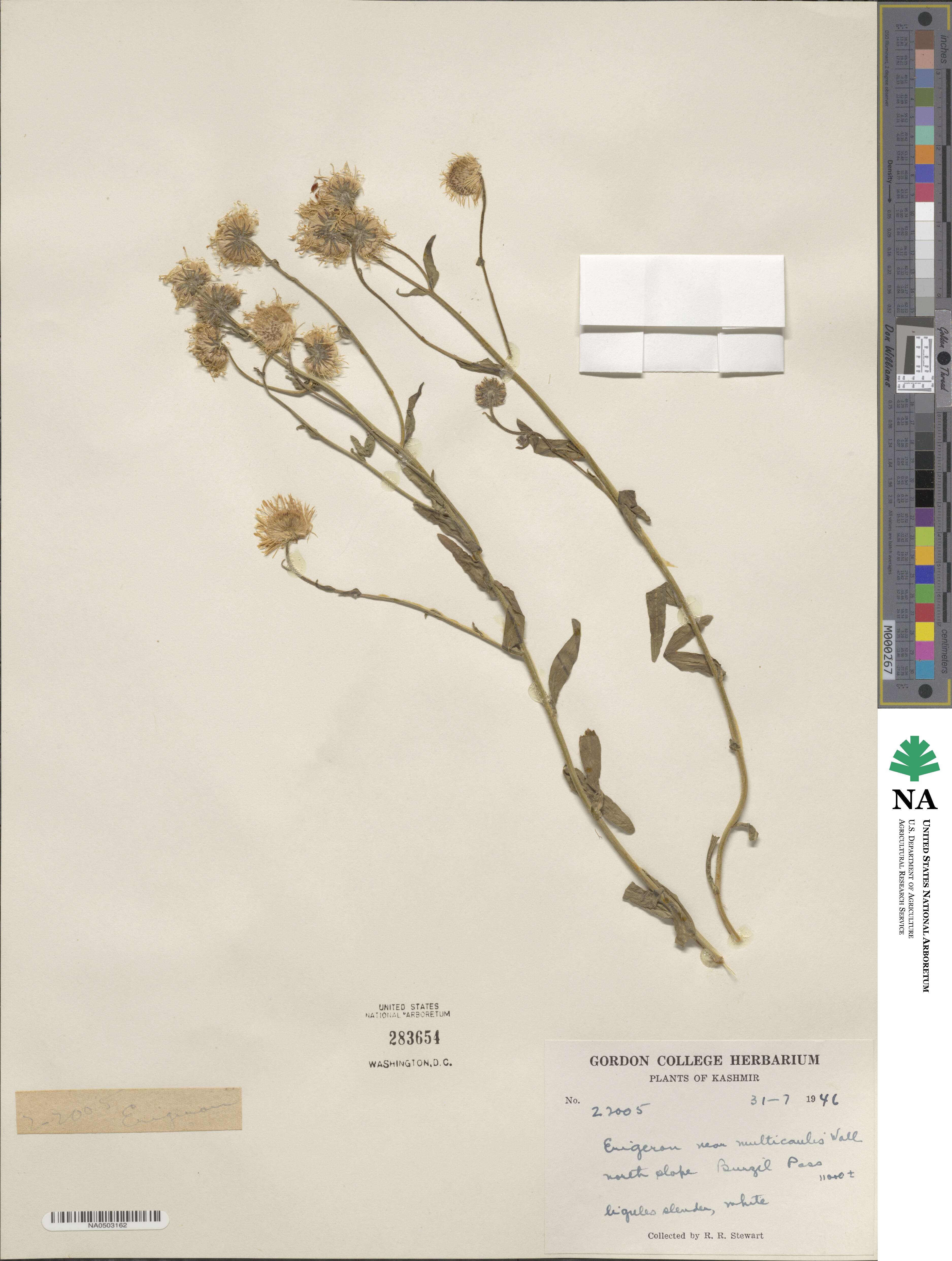 Erigeron acris var. multicaulis image