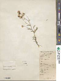 Erigeron acris image