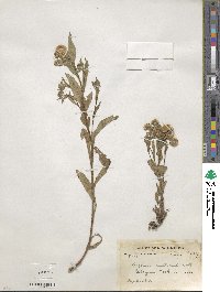 Erigeron acris image