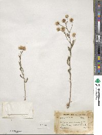 Erigeron acris image