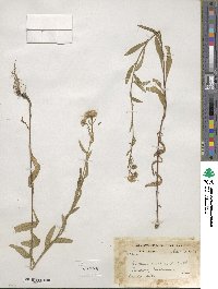 Erigeron acris var. multicaulis image