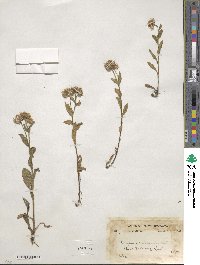 Erigeron acris var. multicaulis image