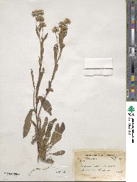 Erigeron acris var. multicaulis image