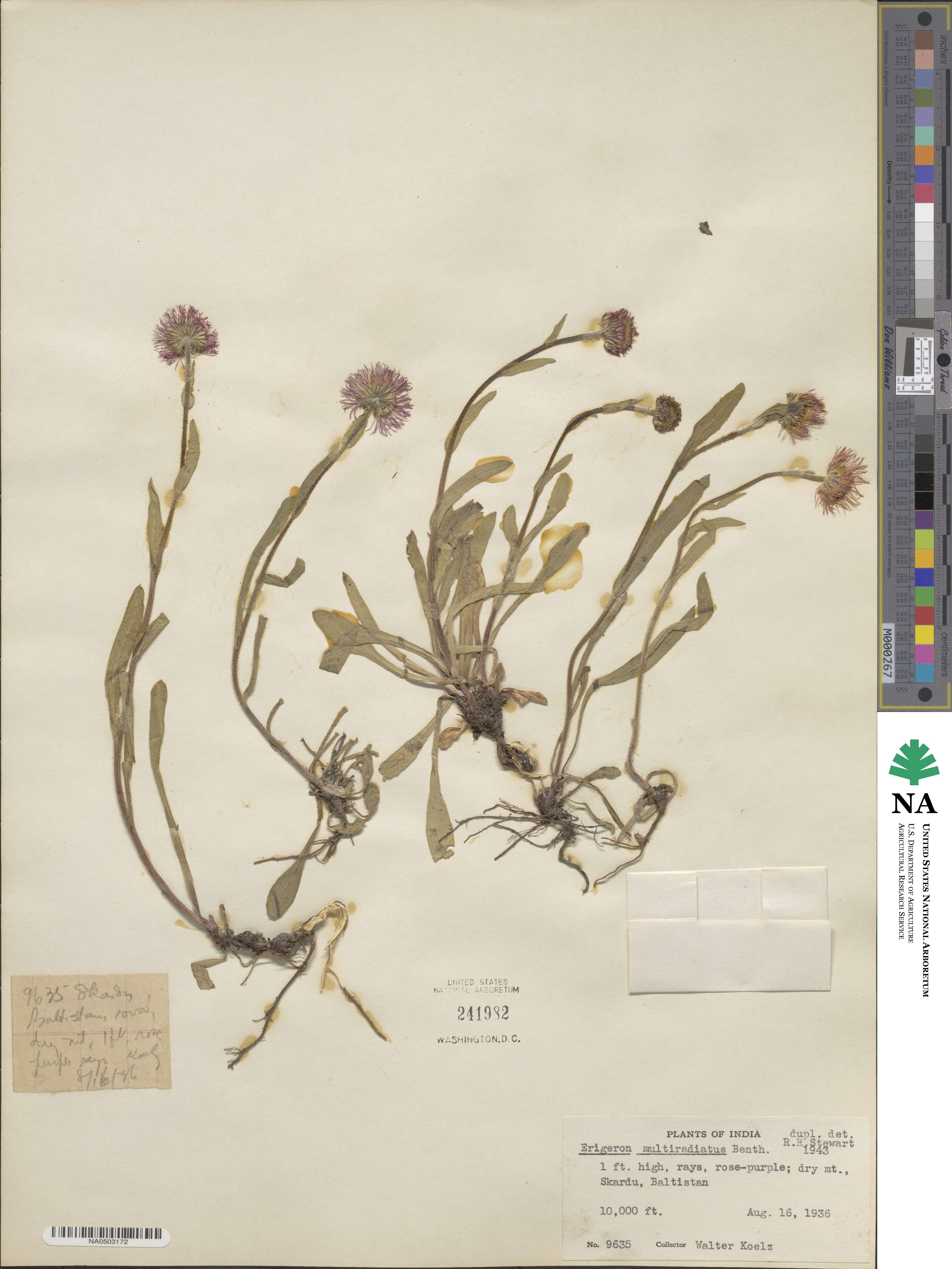 Erigeron multiradiatus image