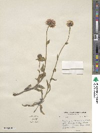 Erigeron multiradiatus image