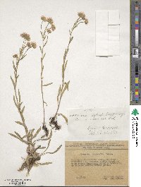 Erigeron acris subsp. acris image