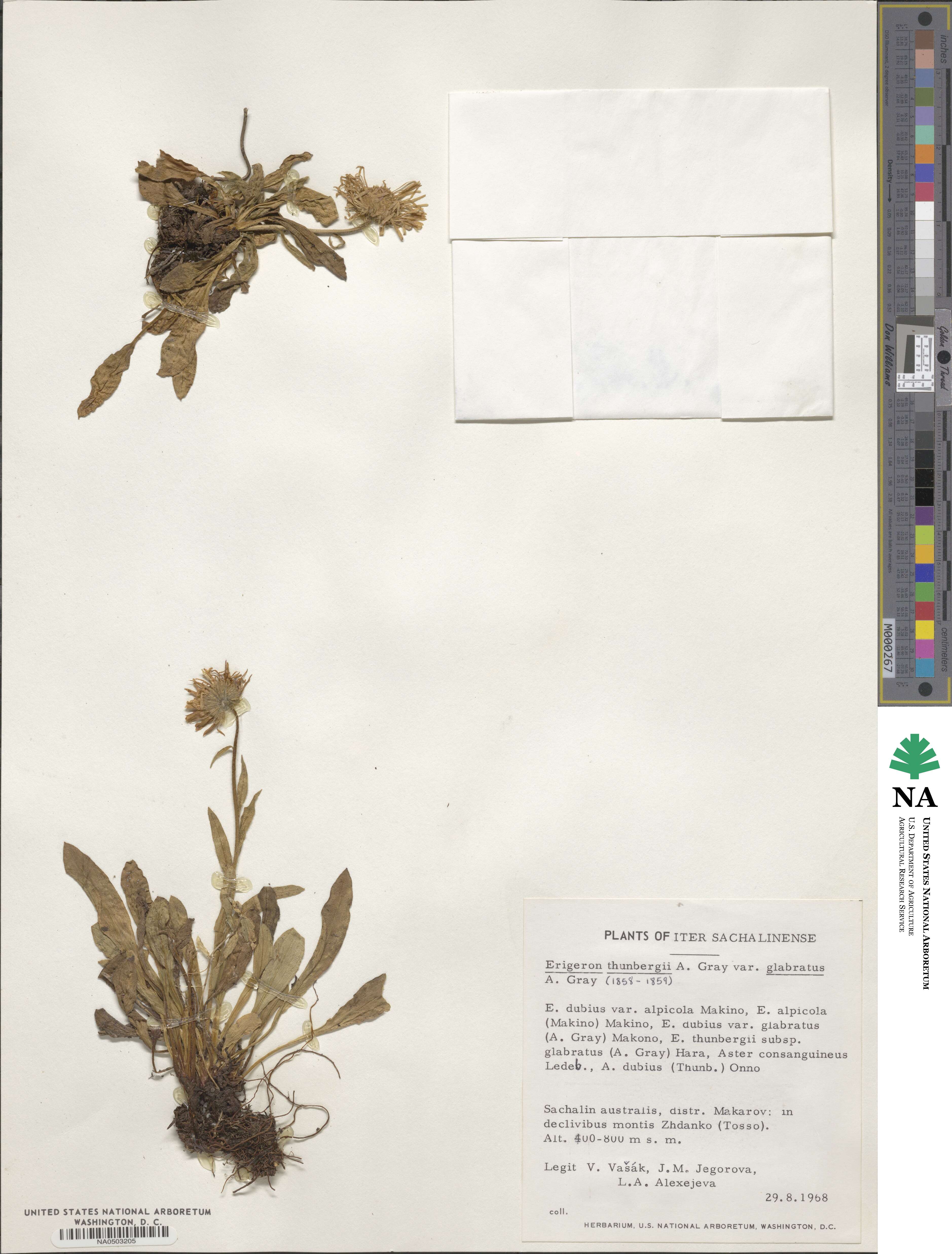 Erigeron mutsuensis image