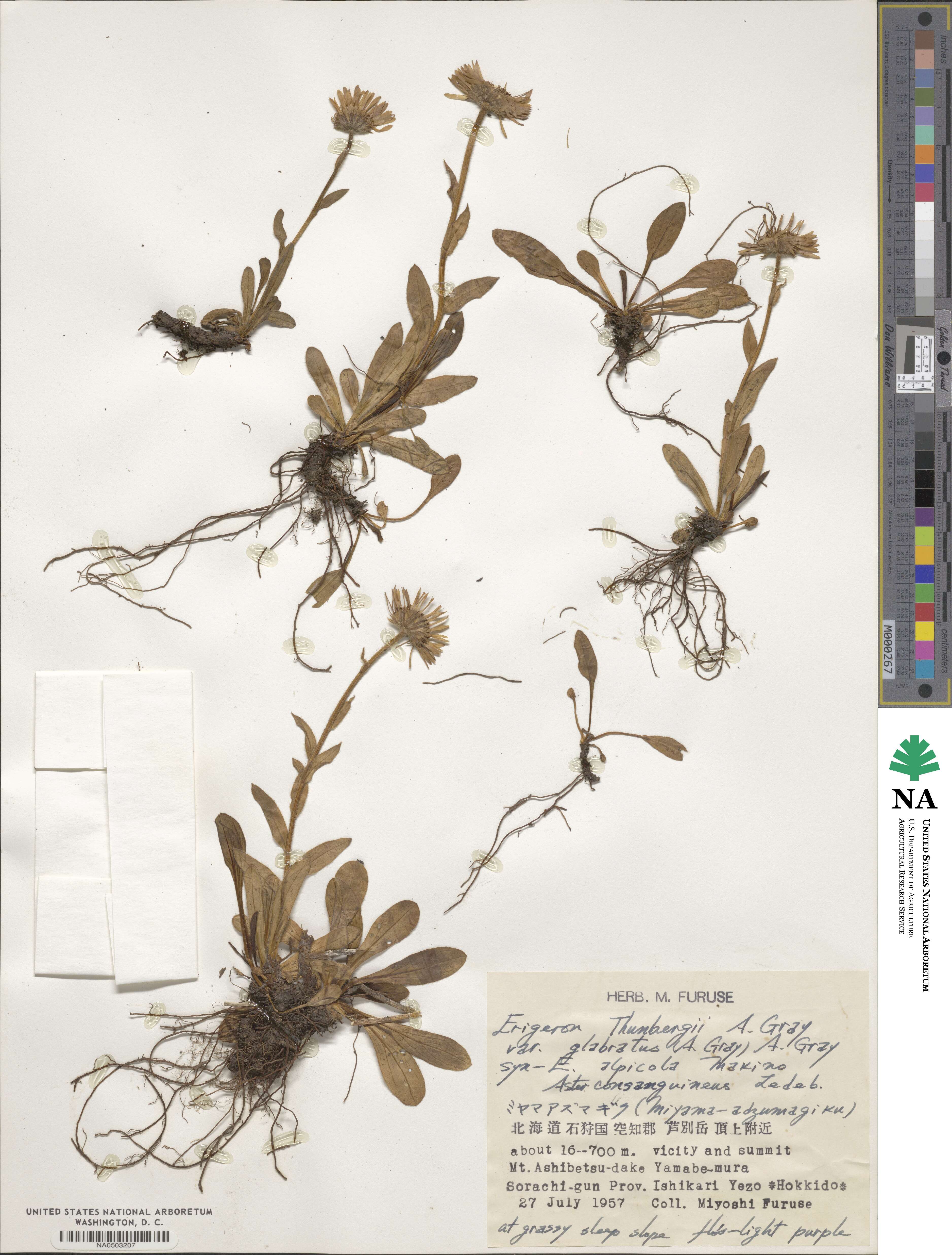 Erigeron mutsuensis image