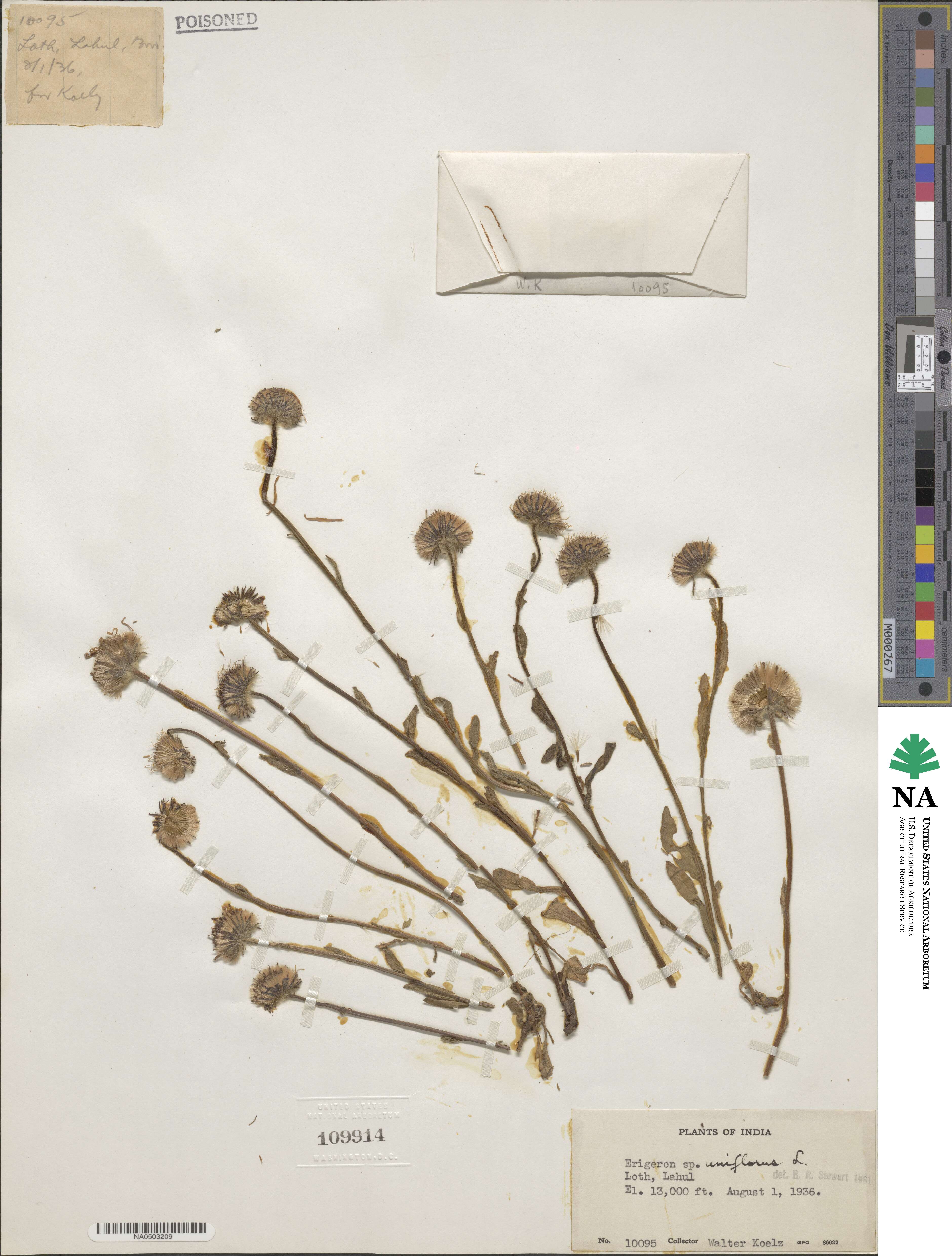 Erigeron uniflorus image