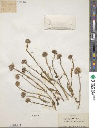 Erigeron uniflorus image