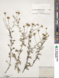 Erigeron karvinskianus image