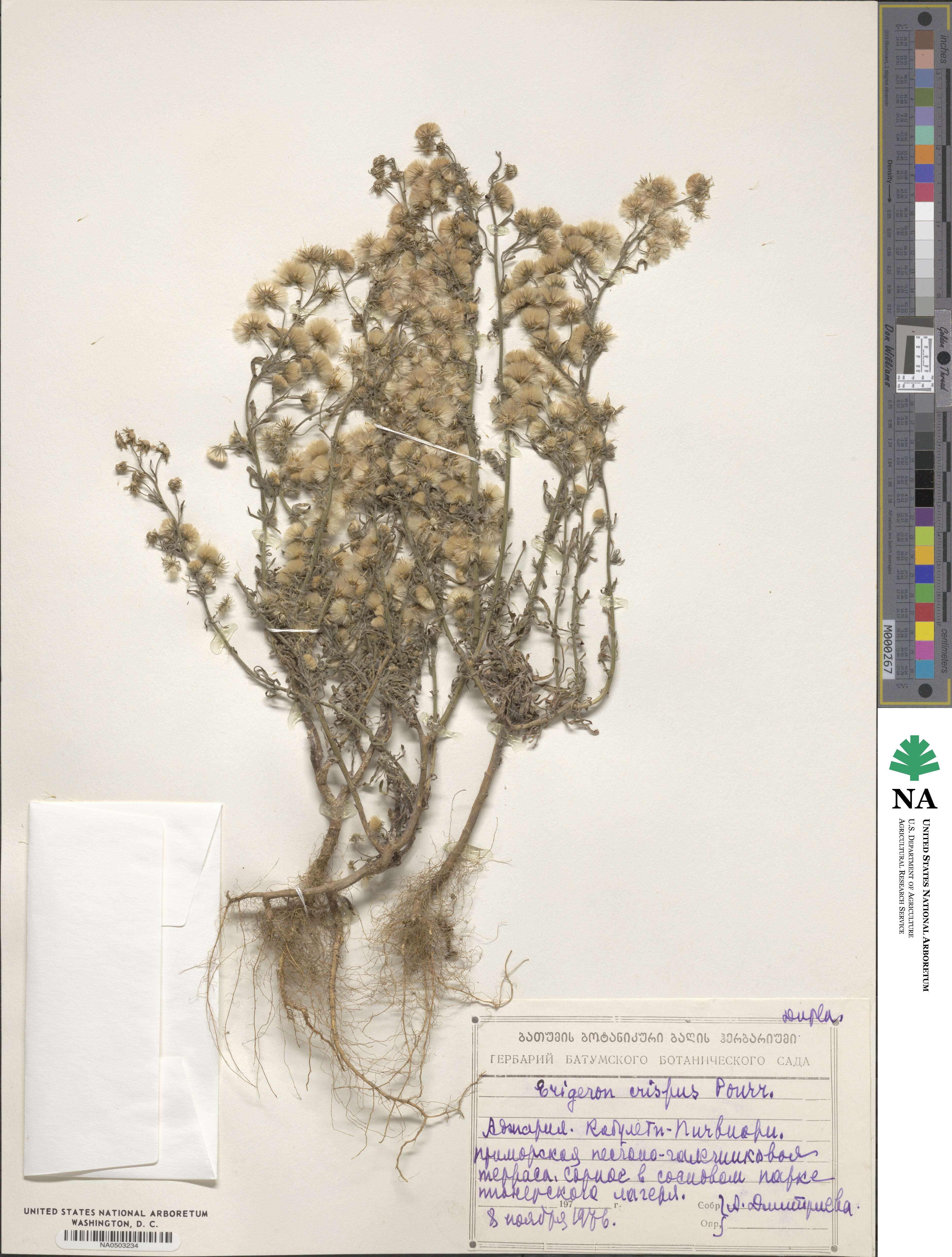 Erigeron bonariensis image