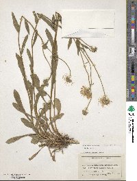 Erigeron lonchophyllus image