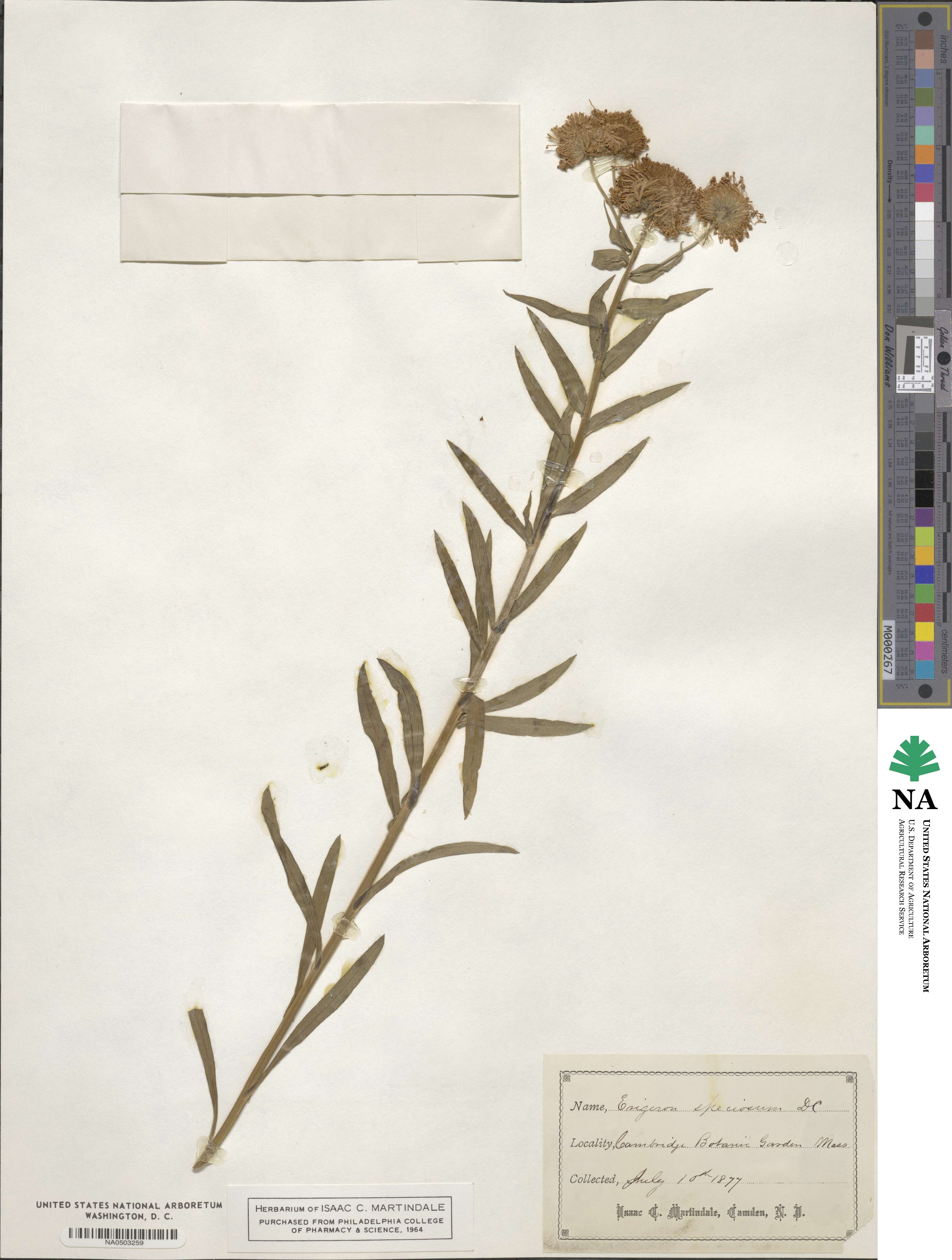 Erigeron speciosus image