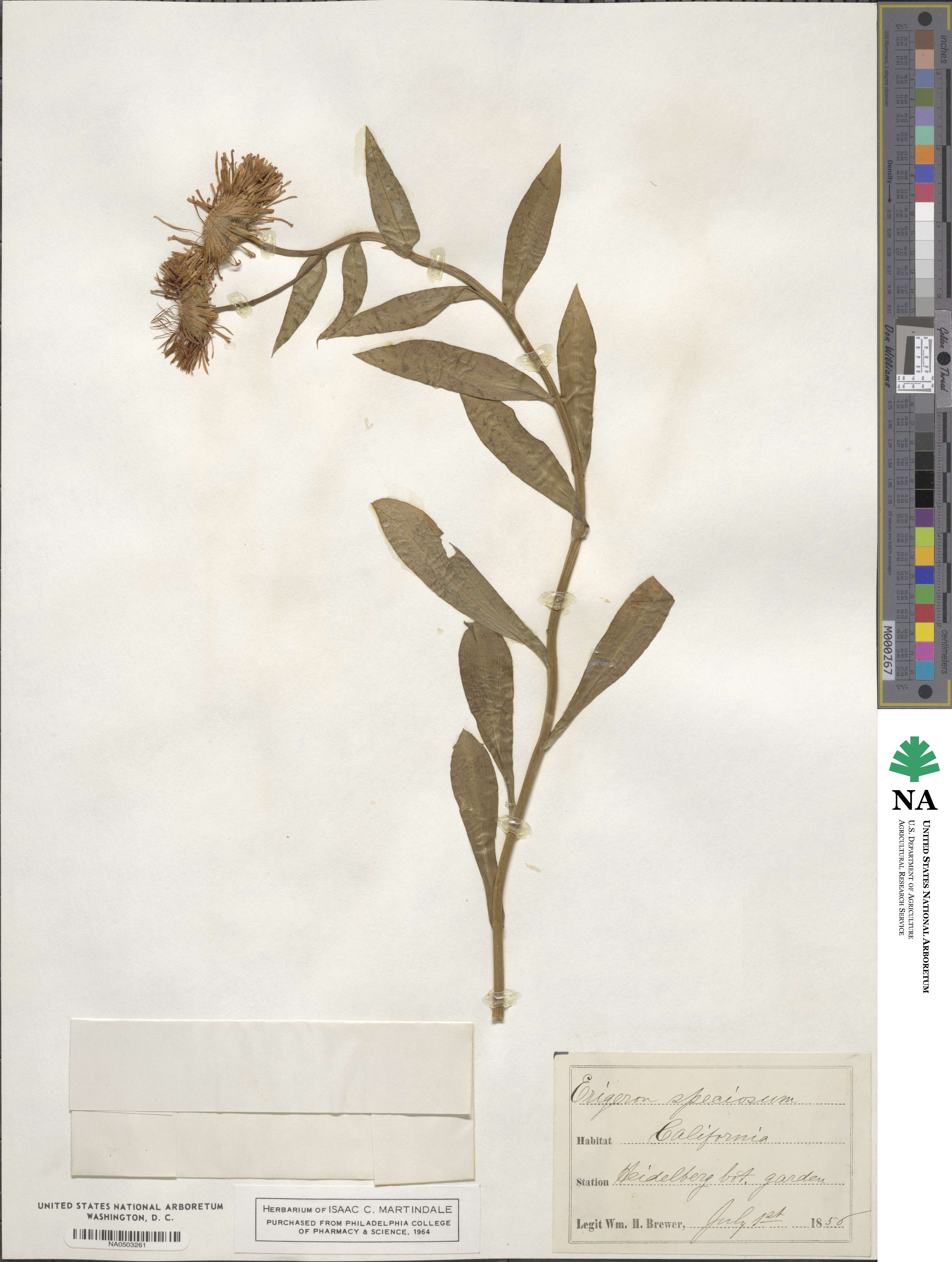 Erigeron speciosus image