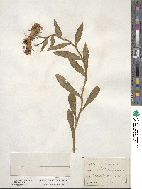 Erigeron speciosus image