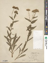 Erigeron speciosus image