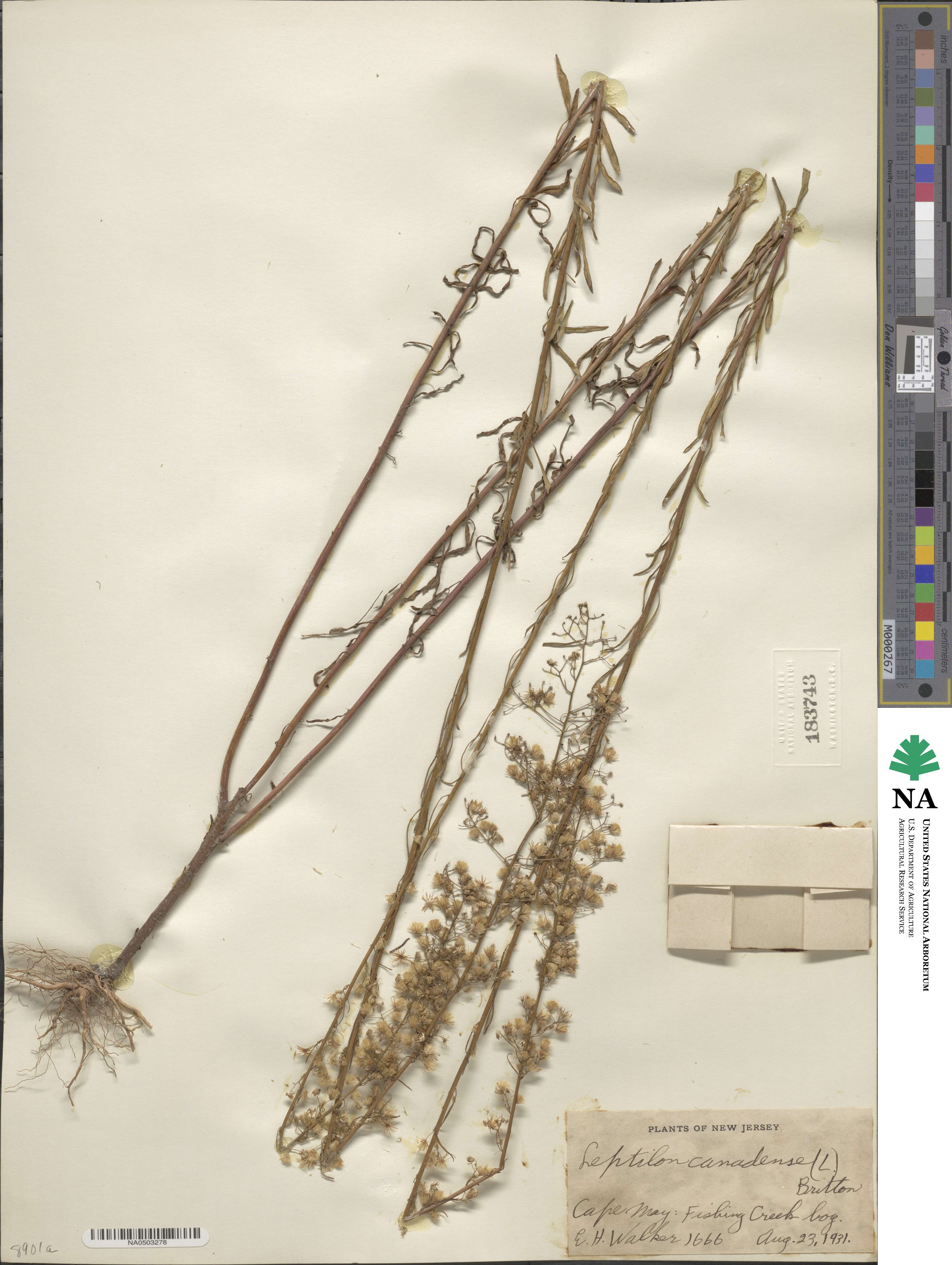 Erigeron canadensis image