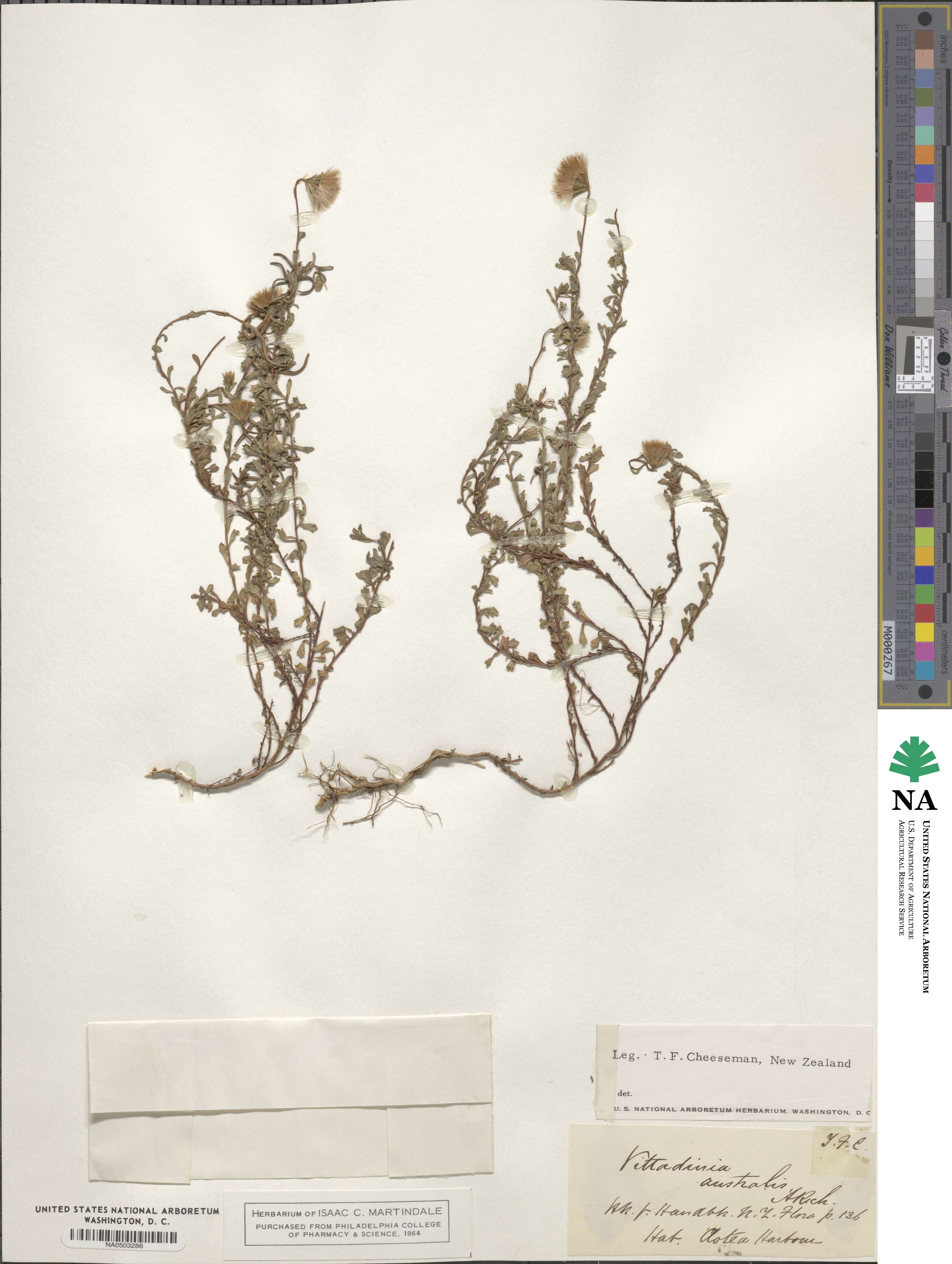 Vittadinia image
