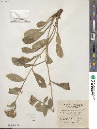 Sericocarpus asteroides image