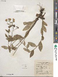 Sericocarpus asteroides image