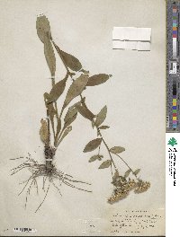 Sericocarpus asteroides image