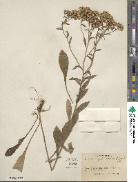 Sericocarpus asteroides image