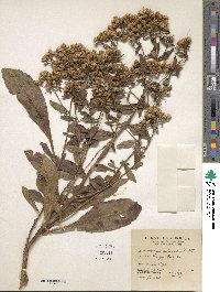 Sericocarpus asteroides image