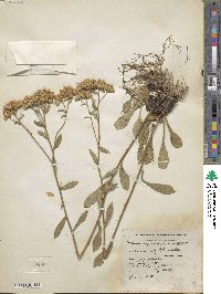 Sericocarpus asteroides image