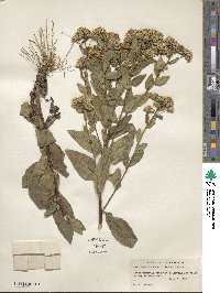 Sericocarpus asteroides image