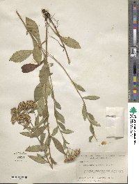 Sericocarpus asteroides image