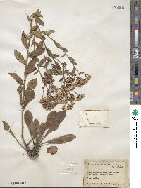 Sericocarpus asteroides image