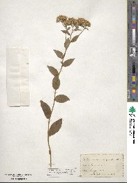 Sericocarpus asteroides image