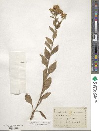 Sericocarpus asteroides image