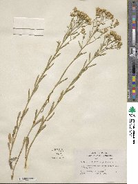 Sericocarpus linifolius image