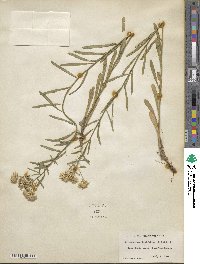 Sericocarpus linifolius image