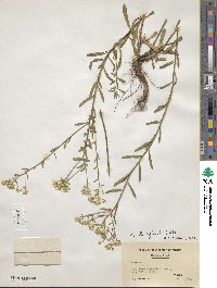 Sericocarpus linifolius image