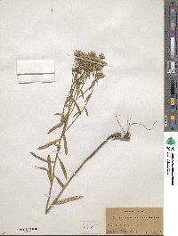 Sericocarpus linifolius image