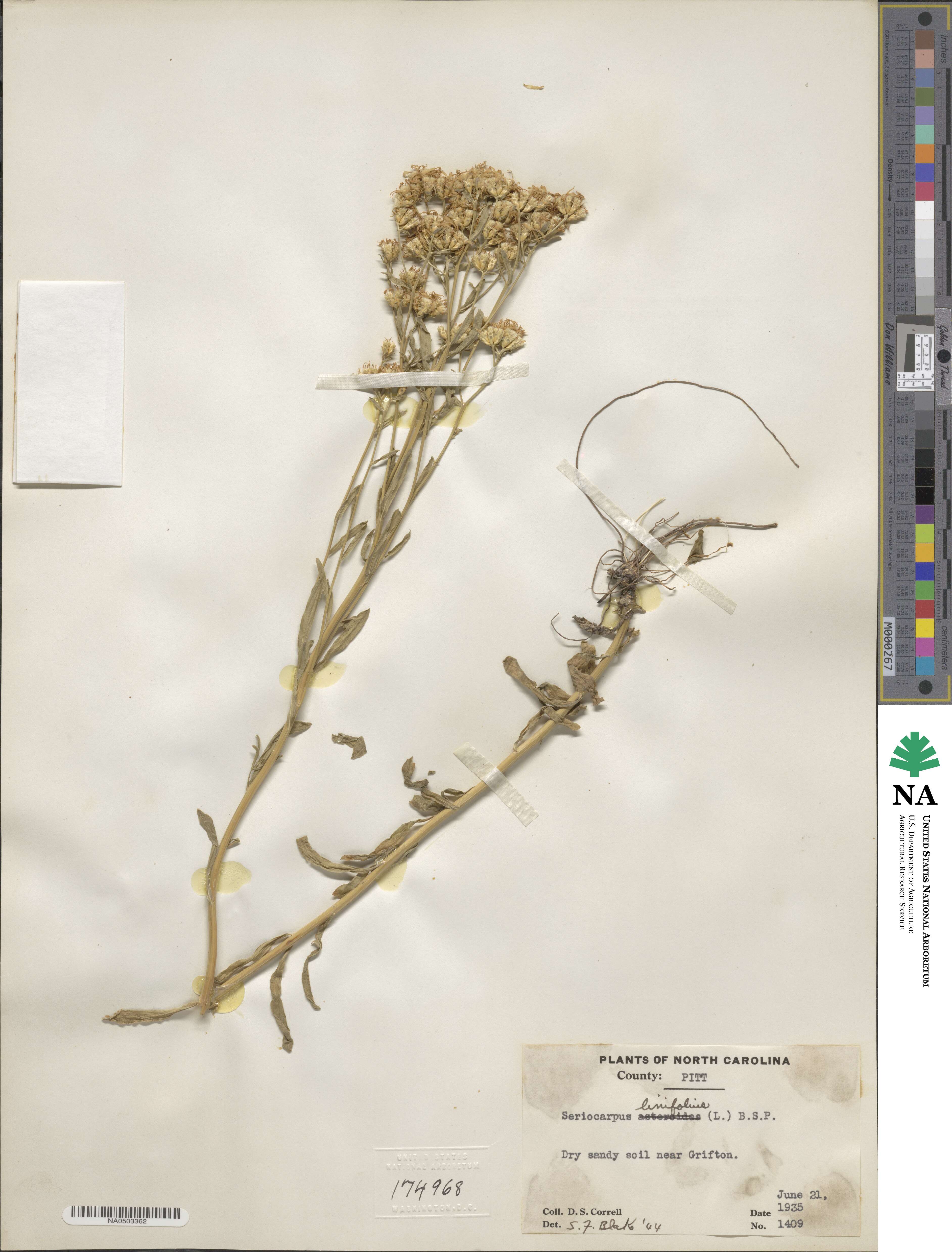 Sericocarpus linifolius image