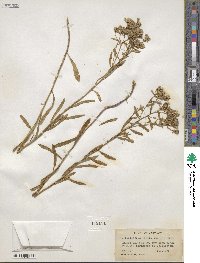 Sericocarpus linifolius image