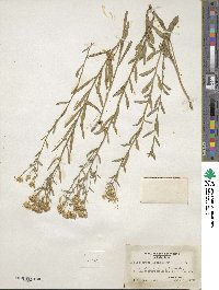 Sericocarpus linifolius image