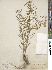 Sericocarpus linifolius image