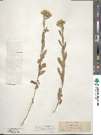 Sericocarpus rigidus image