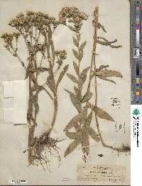 Sericocarpus rigidus image