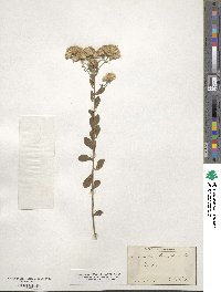 Sericocarpus tortifolius image